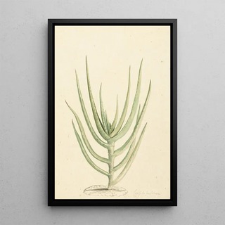 Laurens Vincentsz van der Vinne - Crassula perfoliata.webp