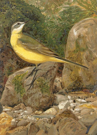 LoPaul Robert - Bergeronnette.webp