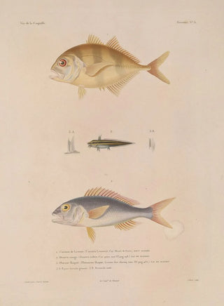 LouisIsidore Duperrey - Voyage autour du monde Pl038.webp