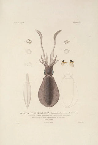 LouisIsidore Duperrey - Voyage autour du monde Pl047.webp