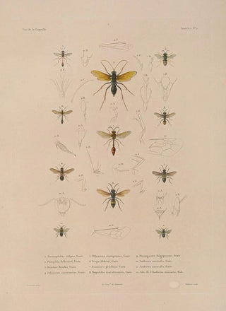 LouisIsidore Duperrey - Voyage autour du monde Pl074.webp