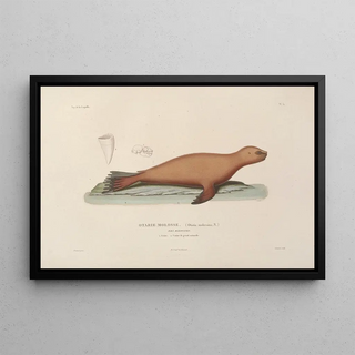 LouisIsidore Duperrey - Voyage autour du monde Pl106.webp