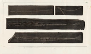 Louis Agassiz - Recherches sur les poissons fossiles Pl057.webp