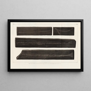 Louis Agassiz - Recherches sur les poissons fossiles Pl057.webp