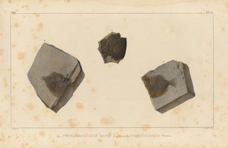 Louis Agassiz - Recherches sur les poissons fossiles Pl153.webp