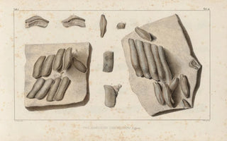 Louis Agassiz - Recherches sur les poissons fossiles Pl293.webp