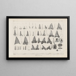 Louis Agassiz - Recherches sur les poissons fossiles Pl320.webp