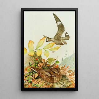 Louis Agassiz Fuertes - NighthawkWhipPoorWill.webp