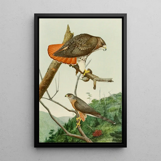 Louis Agassiz Fuertes - RedTailed HawkCoopers Hawk.webp