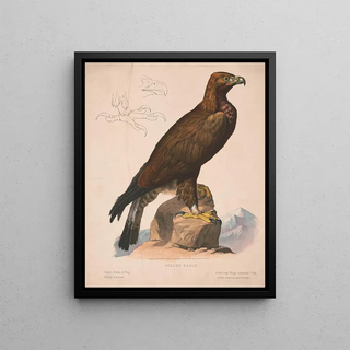 Louis Prang Co - Golden eagle.webp