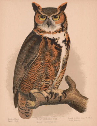 Louis Prang Co - Great horned owl Bubo virginianus bon.webp