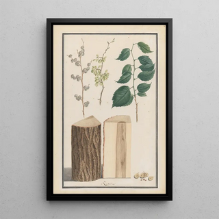 Ludwig Pfleger - Studies of the leaves blossoms fruits and trunk of an English elm Ulmus procera.webp