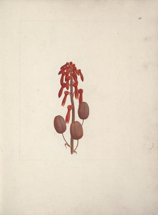 Luigi Balugani - Aloe macrocarpa Todaro.webp