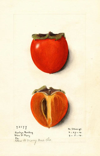 M Strange - Diospyros Hachiya Roeding.webp