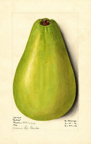 M Strange - Persea Butler.webp