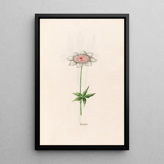 Magdelena Rosina Funck - Anemone.webp