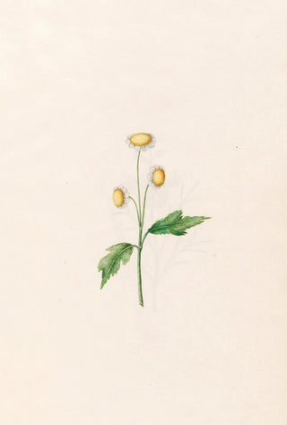 Magdelena Rosina Funck - Daisy.webp