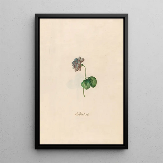 Magdelena Rosina Funck - Gefslte Viol.webp