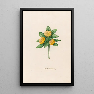 Magdelena Rosina Funck - Gefste Schlsselblm.webp