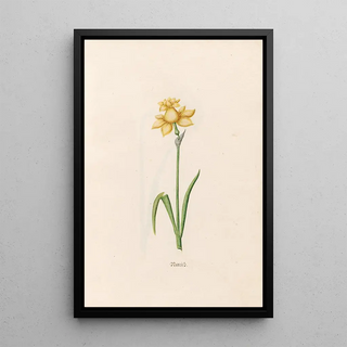 Magdelena Rosina Funck - Narciss.webp