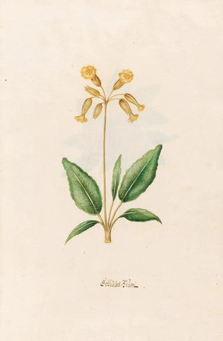 Magdelena Rosina Funck - SchlsselBlm.webp