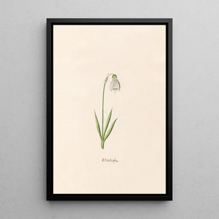 Magdelena Rosina Funck - Schneefroyfen Schneeflocken.webp