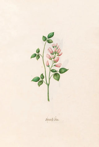 Magdelena Rosina Funck - Spanish klee.webp