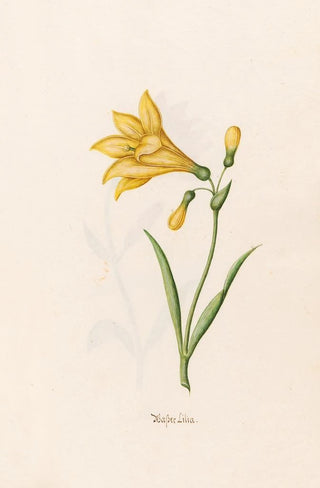 Magdelena Rosina Funck - Wasser Lilia.webp