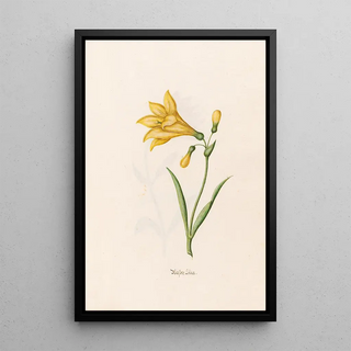 Magdelena Rosina Funck - Wasser Lilia.webp