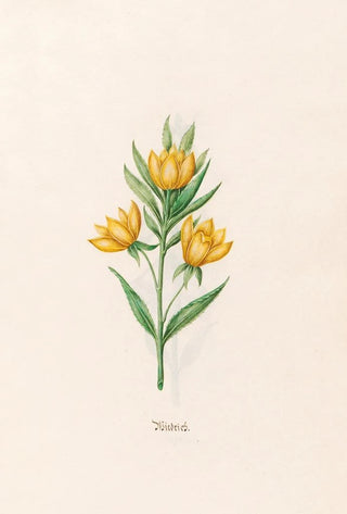 Magdelena Rosina Funck - Wiedrich.webp