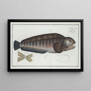 Marcus Elieser Bloch - Anarihchas Lupus The Wolf Fish.webp