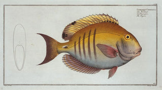 Marcus Elieser Bloch - Chaetodon Chirurgus The Surgeon.webp