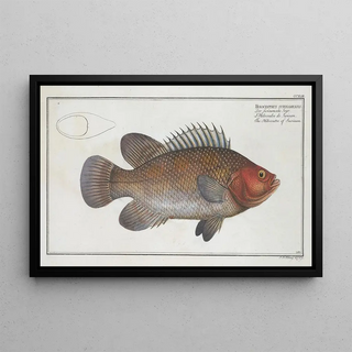 Marcus Elieser Bloch - Holocentrus surinamensis The Holocentre of Surinam.webp