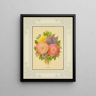 Marcus Ward Co - Aster.webp