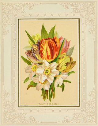 Marcus Ward Co - Tulip Narcissus.webp