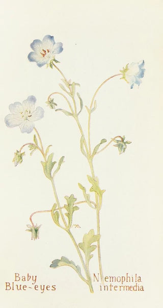 Margaret Armstrong - Baby Blueeyes.webp