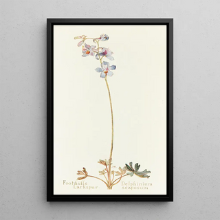 Margaret Armstrong - Foothills Larkspur.webp