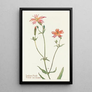 Margaret Armstrong - Indian Pink.webp