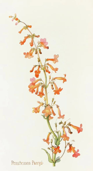 Margaret Armstrong - Penstemon Parryi.webp