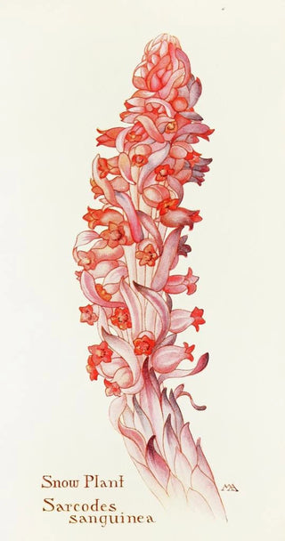 Margaret Armstrong - SnowPlant.webp
