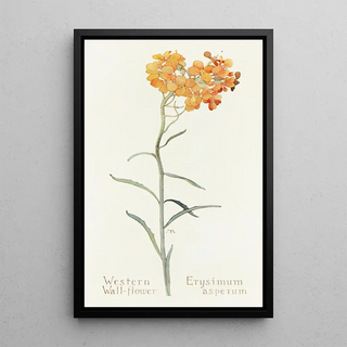 Margaret Armstrong - Western Wallflower.webp
