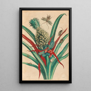 Maria Sibylla Merian - Ananas.webp