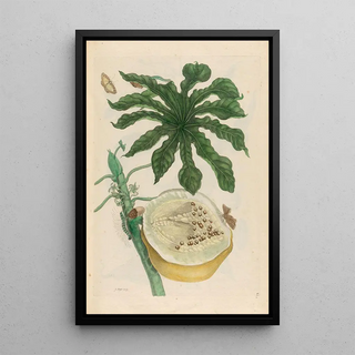 Maria Sibylla Merian - Carica papaya.webp
