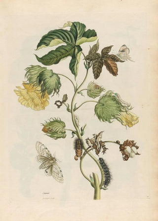 Maria Sibylla Merian - Cotonier.webp