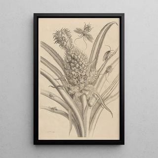 Maria Sibylla Merian - Dissertatio de generatione et metamorphosibus insectorum surinamensium Pl01.webp