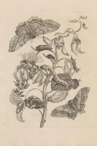 Maria Sibylla Merian - Dissertatio de generatione et metamorphosibus insectorum surinamensium Pl11.webp