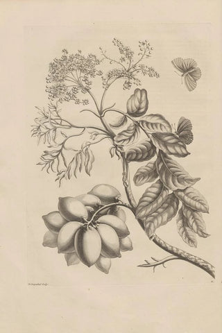 Maria Sibylla Merian - Dissertatio de generatione et metamorphosibus insectorum surinamensium Pl13.webp