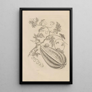 Maria Sibylla Merian - Dissertatio de generatione et metamorphosibus insectorum surinamensium Pl15.webp