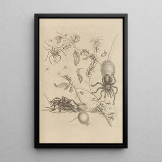 Maria Sibylla Merian - Dissertatio de generatione et metamorphosibus insectorum surinamensium Pl18.webp