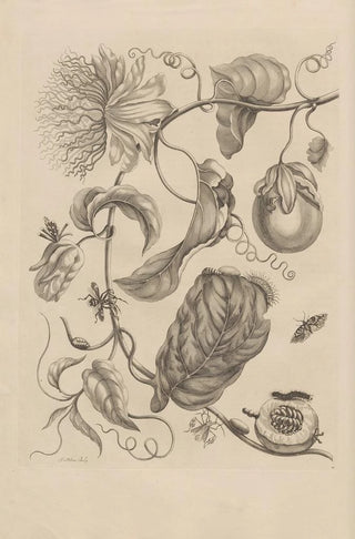 Maria Sibylla Merian - Dissertatio de generatione et metamorphosibus insectorum surinamensium Pl21.webp